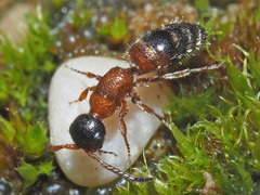 Myrmosa atra