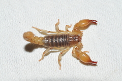 Cazierius gundlachii