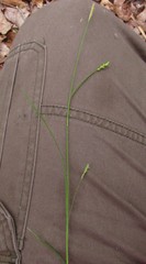 Carex styloflexa