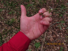 Vicia minutiflora