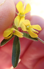 Lotononis falcata