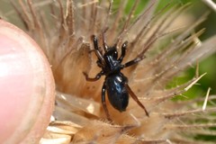 Trachyzelotes pedestris