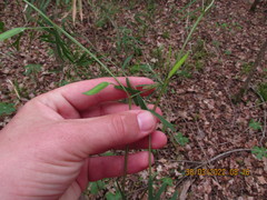 Vicia minutiflora