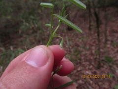 Vicia minutiflora