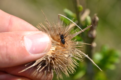 Trachyzelotes pedestris