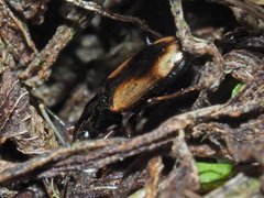 Bembidion bualei