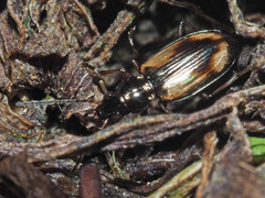 Bembidion bualei