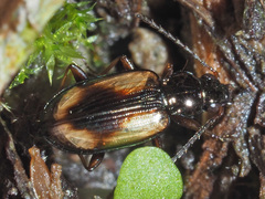 Bembidion bualei