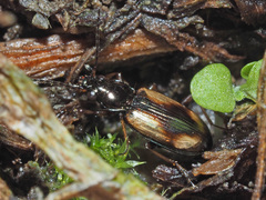 Bembidion bualei