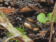 Bembidion bualei