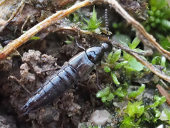 Philonthus carbonarius