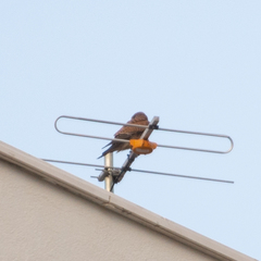 Falco tinnunculus