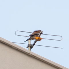 Falco tinnunculus