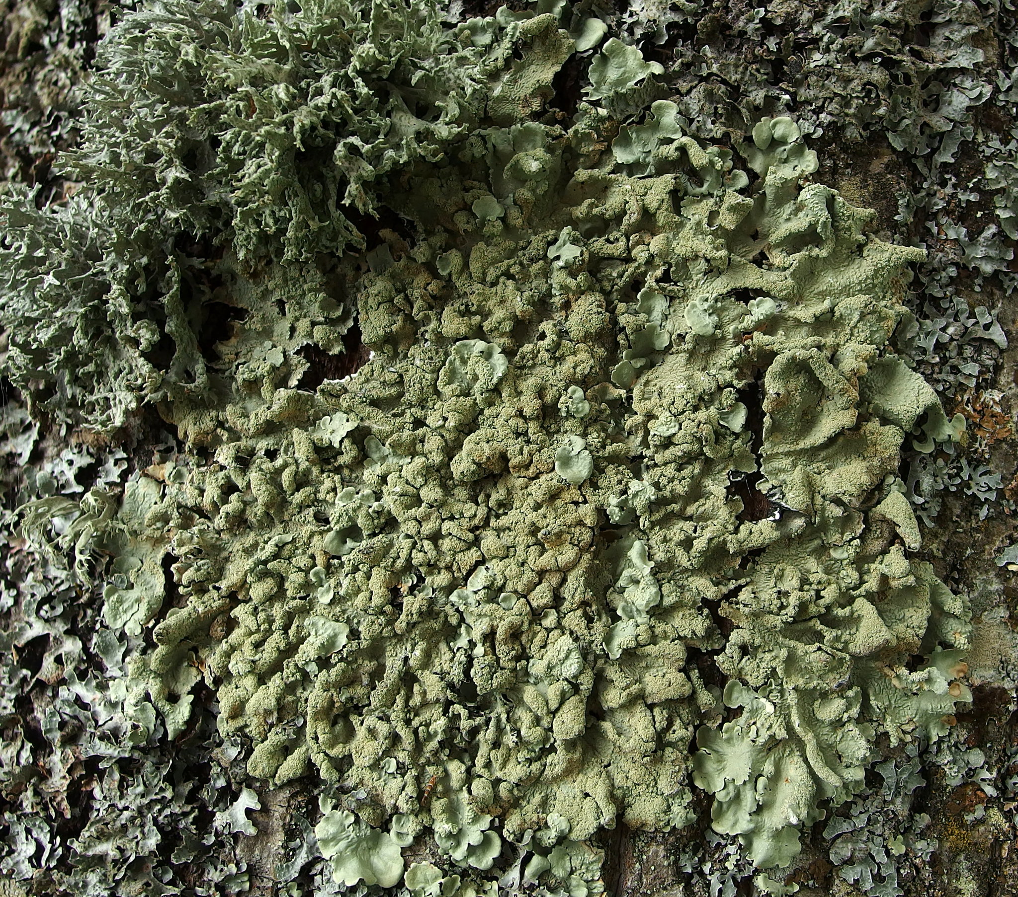 Flavoparmelia caperata image