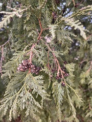 Thuja