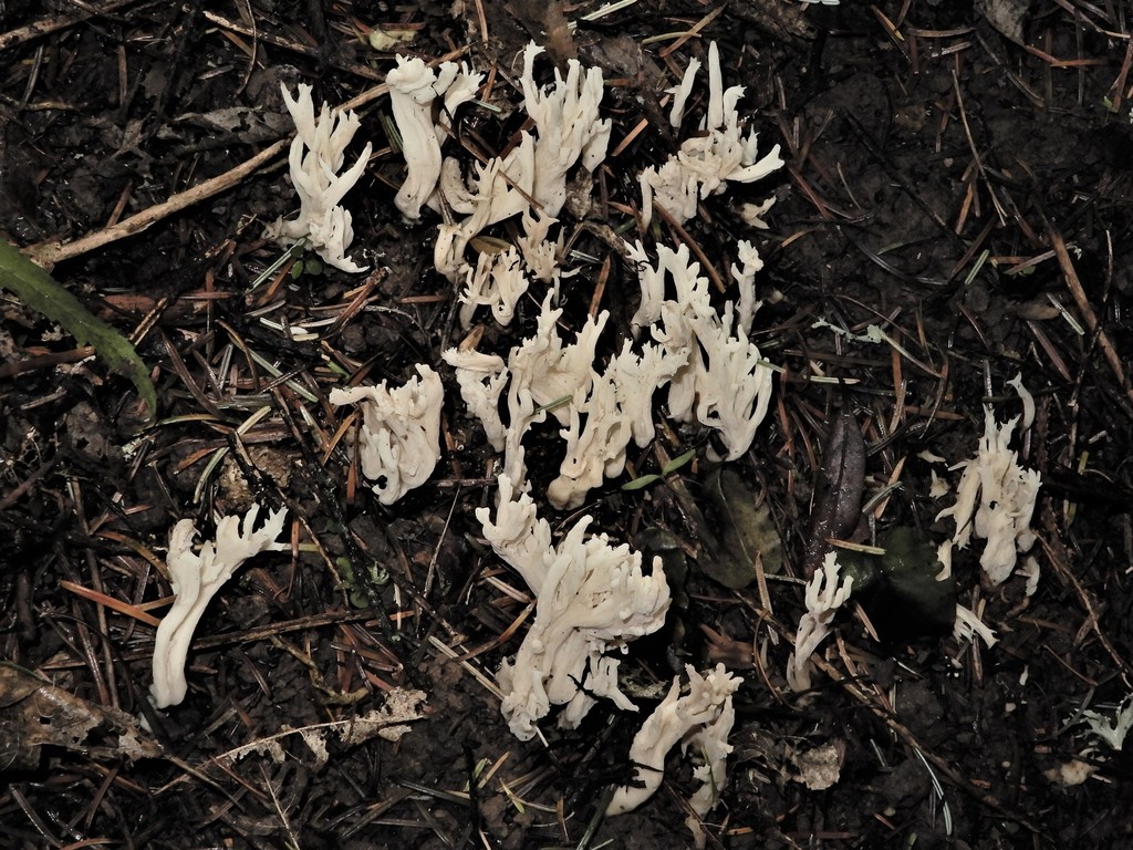 White Coral Fungus From Ballance New Zealand On May 24 2018 At 03 59   Large 