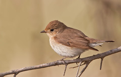 Red-Breasted Flycatcher photo 1