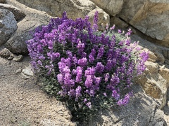 Lupinus excubitus
