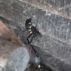 Nephilingis cruentata