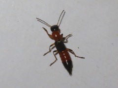 Paederus riparius