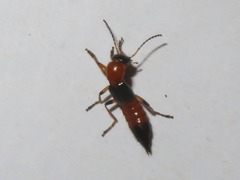 Paederus riparius