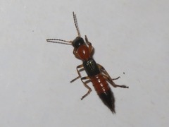 Paederus riparius