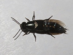 Philonthus splendens