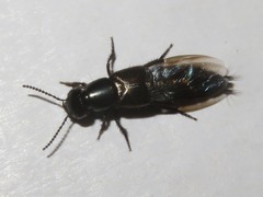 Philonthus splendens