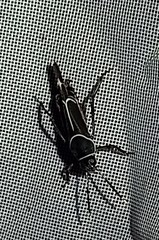 Ripipteryx rivularia