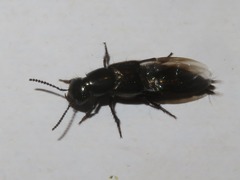 Philonthus splendens