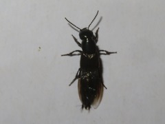 Philonthus splendens