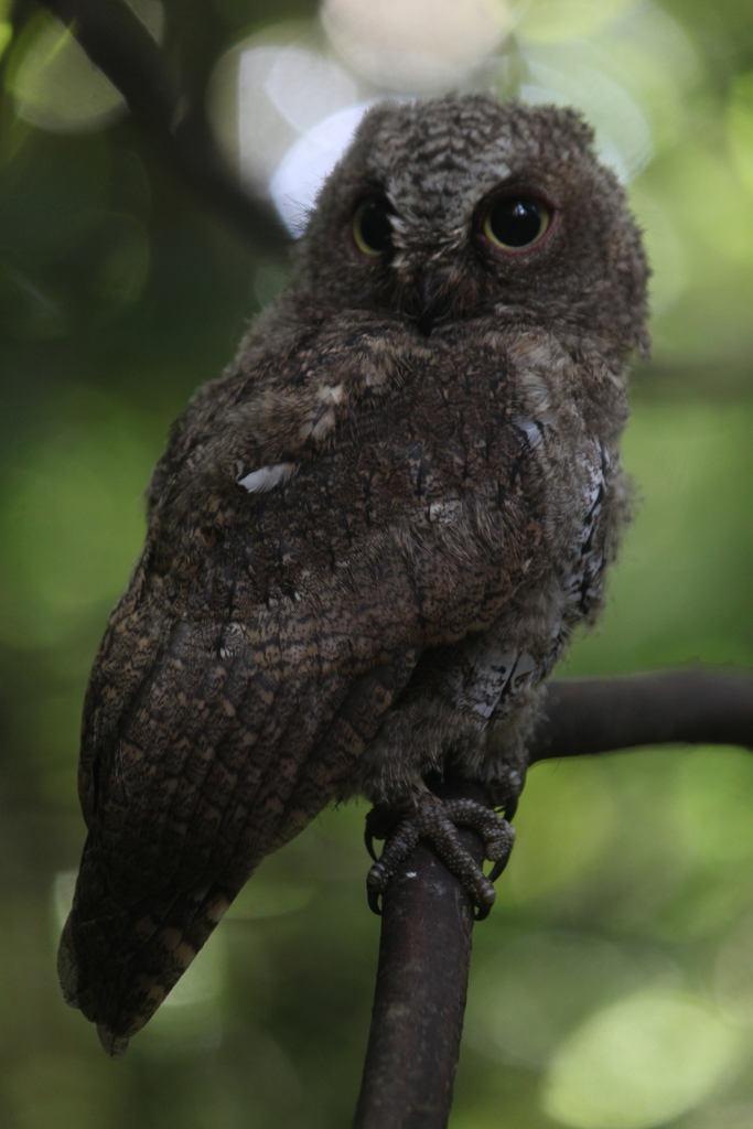Sulawesi Scops-Owl