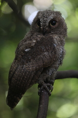 Otus manadensis