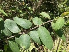 Varronia polycephala