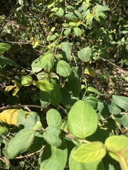 Varronia polycephala