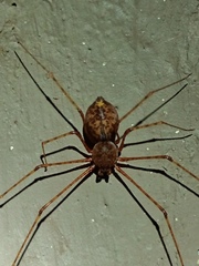 Scytodes longipes