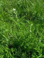 Achillea millefolium