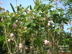 Prunus × lannesiana