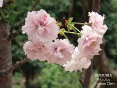 Prunus × lannesiana