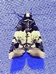 Bryolymnia bicon