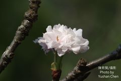 Prunus × lannesiana