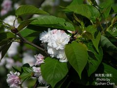 Prunus × lannesiana