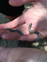 Diadophis punctatus similis