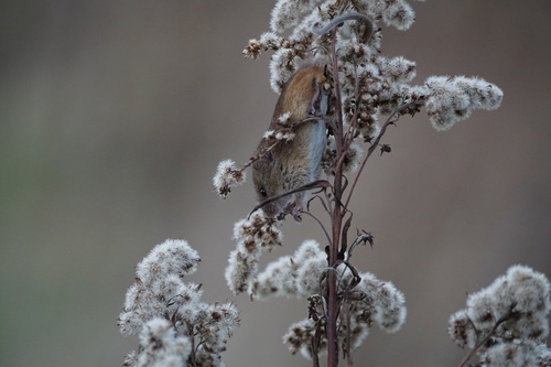 Eurasian Harvest Mouse (Micromys minutus)