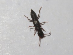 Rugilus rufipes