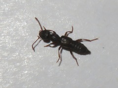 Rugilus rufipes
