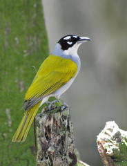 Phaenicophilus palmarum