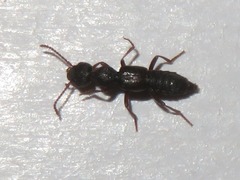 Rugilus rufipes