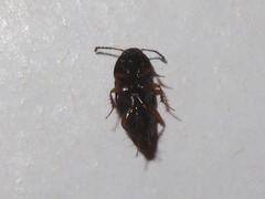 Tachinus rufipes