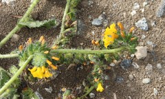 Amsinckia spectabilis